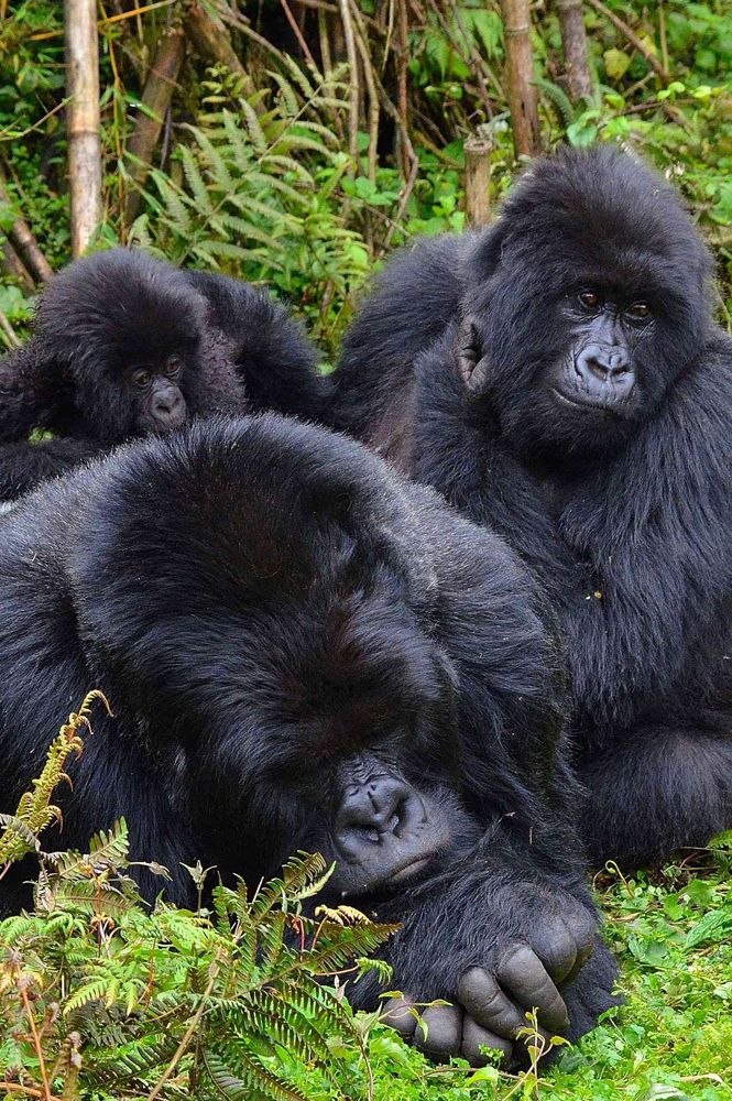 Rwanda Gorilla Trekking