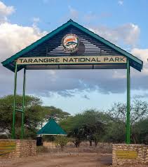 Tarangire game drives