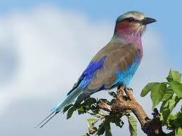 Tarangire photography